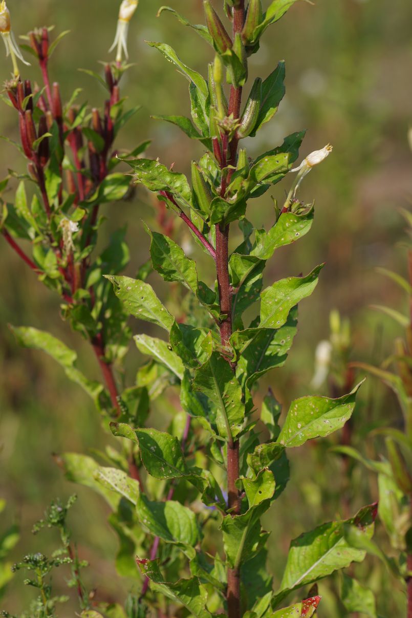 Изображение особи Oenothera rubricaulis.