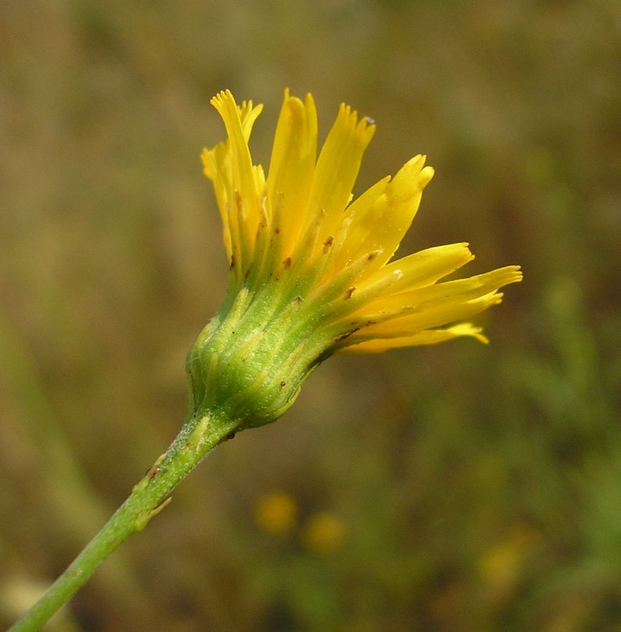 Image of Hieracium filifolium specimen.