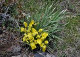 Iris potaninii