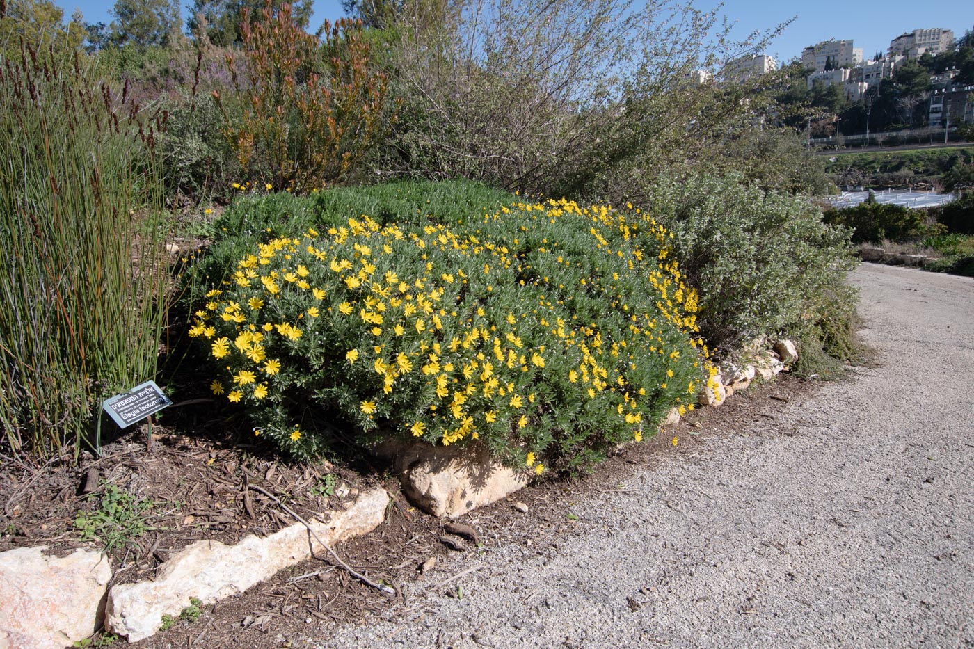 Image of Euryops pectinatus specimen.