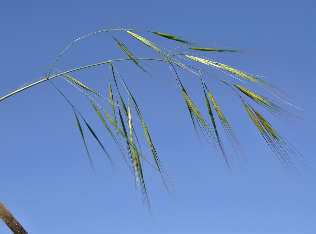 Image of Anisantha sterilis specimen.