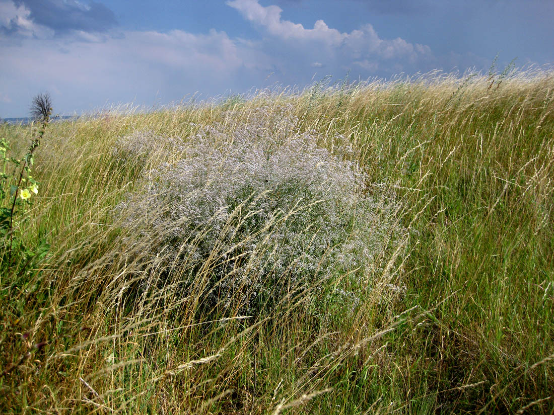 Изображение особи Gypsophila paniculata.