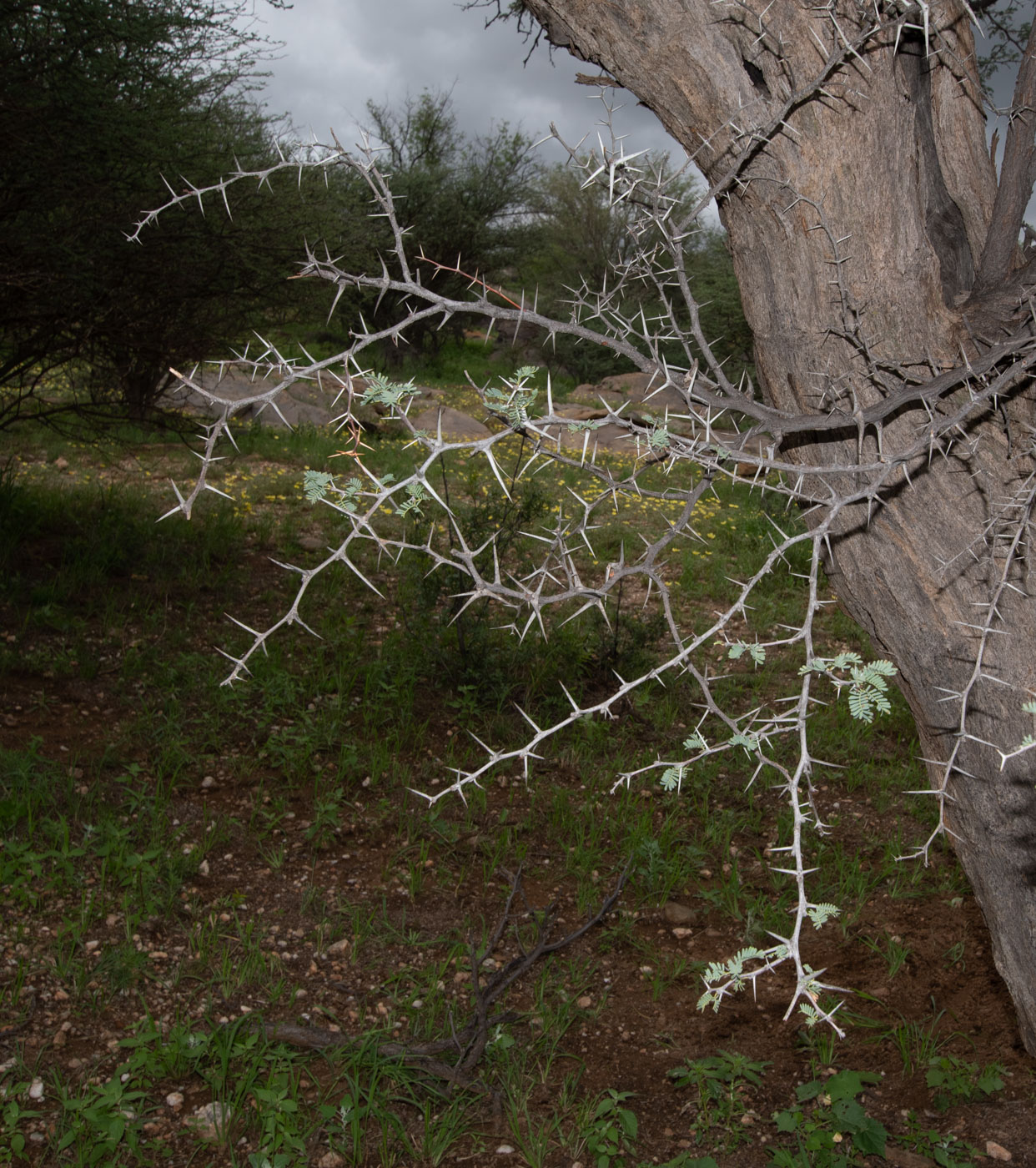 Изображение особи Vachellia erioloba.