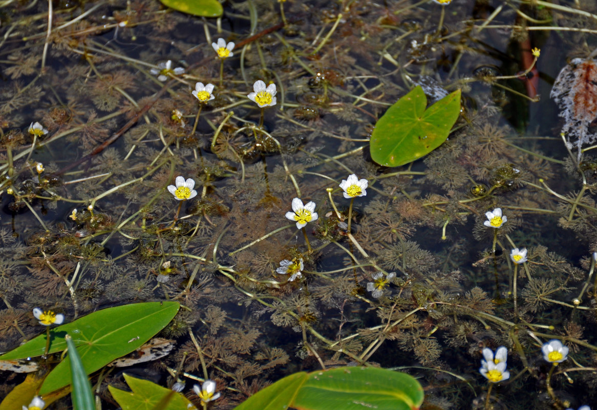 Изображение особи Ranunculus circinatus.