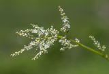 Aconogonon alpinum