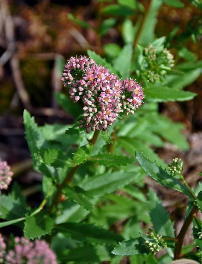 Изображение особи Hylotelephium triphyllum.