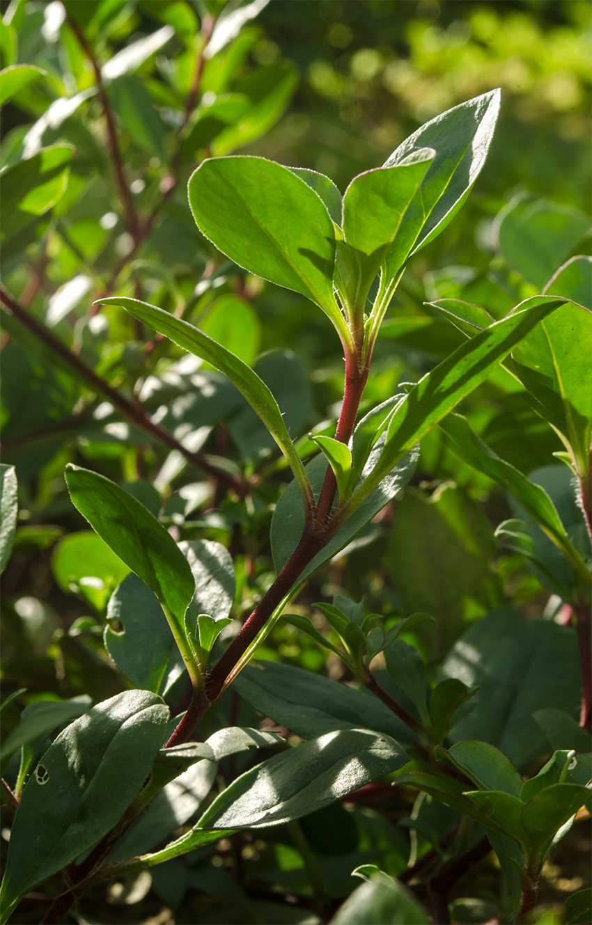 Image of Saponaria ocymoides specimen.