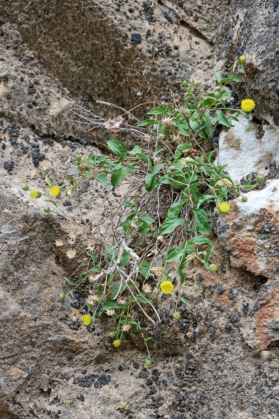 Image of Pentanema rupicola specimen.