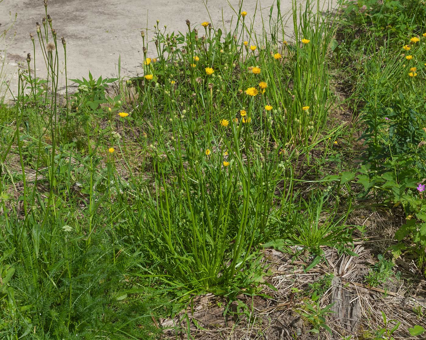 Изображение особи Scorzoneroides autumnalis.