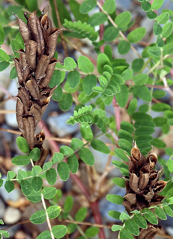 Изображение особи Astragalus marinus.