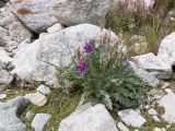 Oxytropis owerinii. Цветущее и плодоносящее растение. Кабардино-Балкария, Черекский р-н, Кабардино-Балкарский высокогорный заповедник, Черек-Безенгийское ущелье, ≈ 2300 м н.у.м., донная морена, на моховой подушке среди валунов. 16.08.2021.