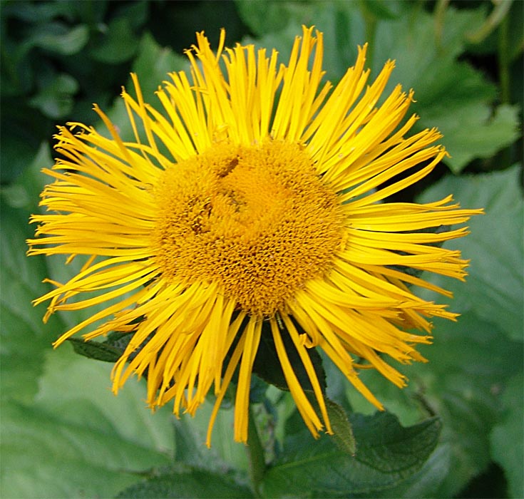 Изображение особи Inula grandiflora.