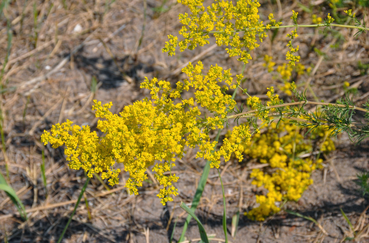 Image of Galium verum specimen.