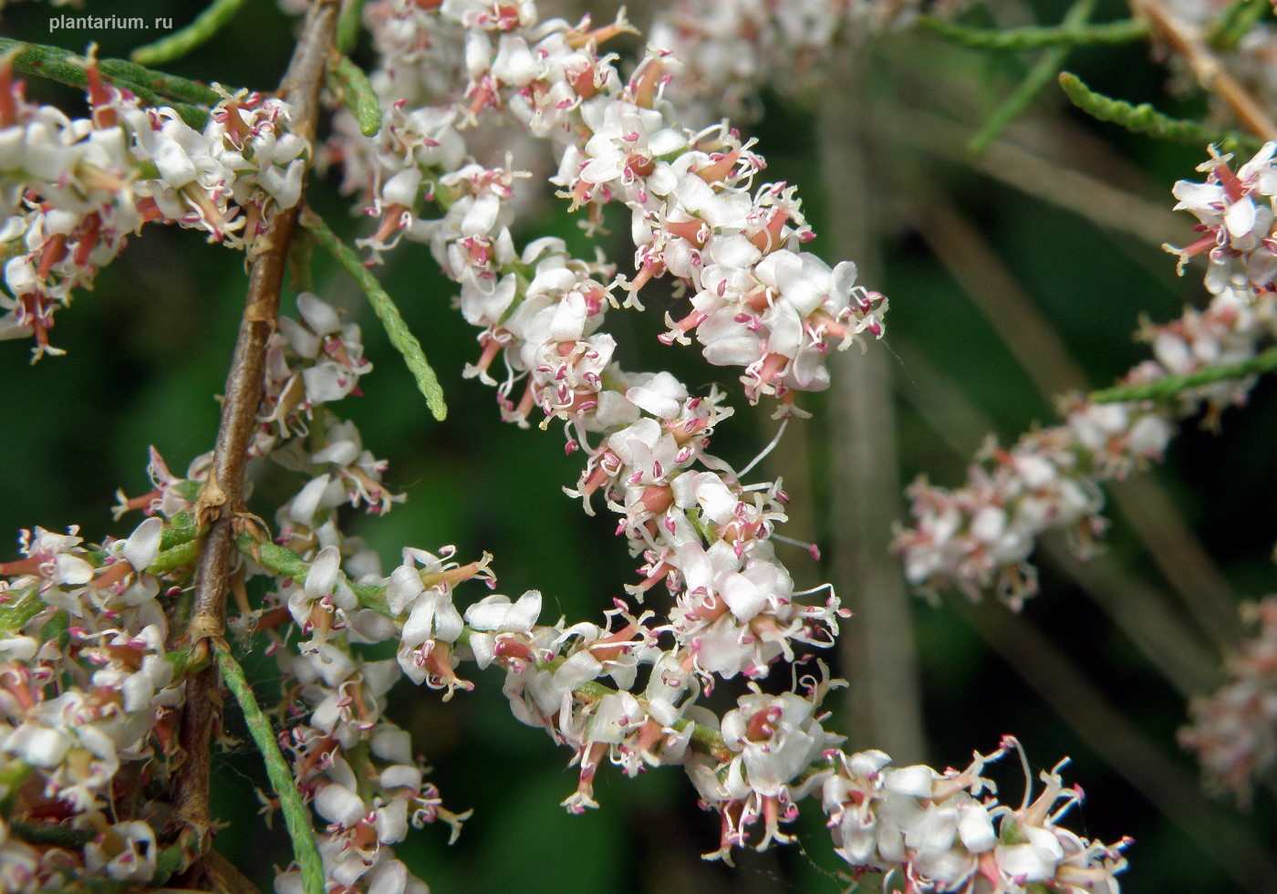 Image of Tamarix tetrandra specimen.