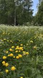 Trollius europaeus