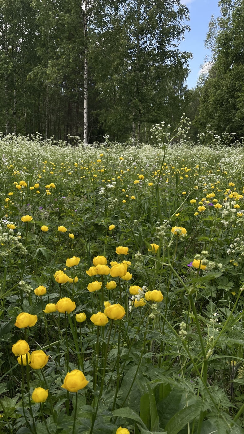 Image of Trollius europaeus specimen.