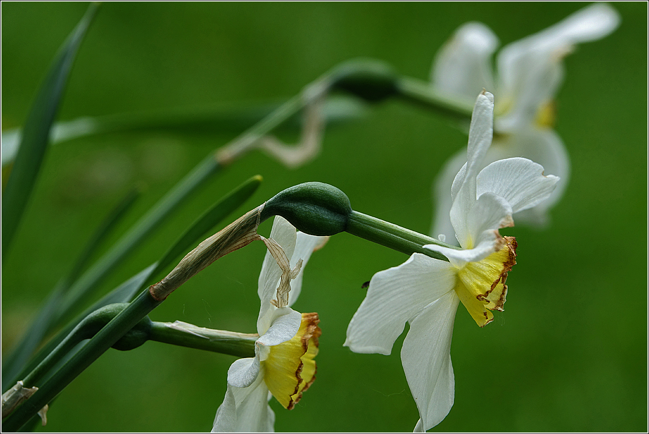 Изображение особи род Narcissus.