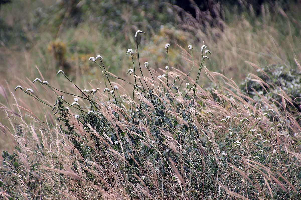 Image of genus Heliotropium specimen.