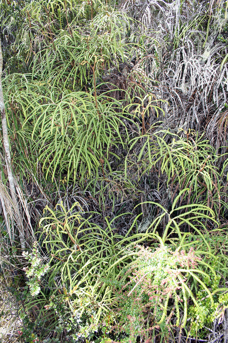 Image of class Polypodiopsida specimen.