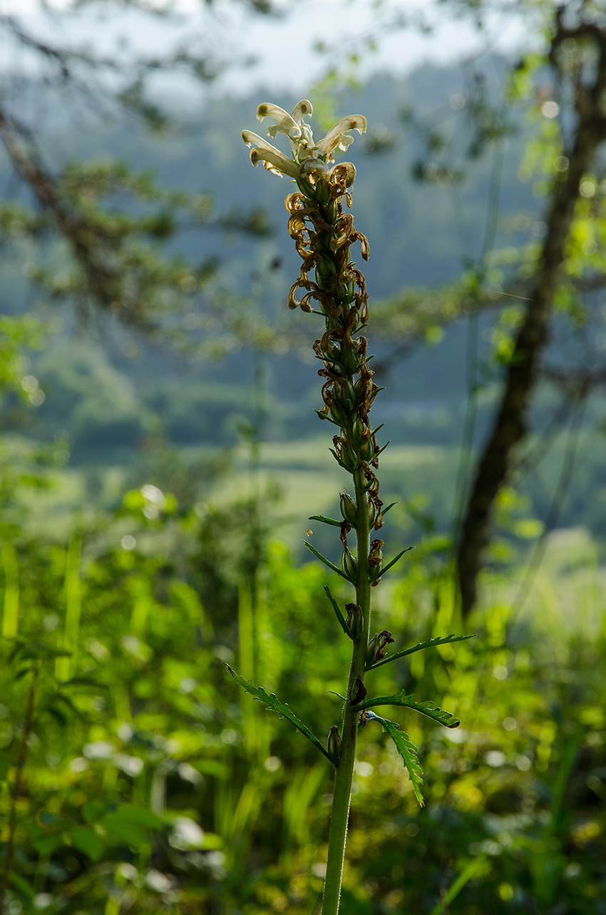 Image of genus Pedicularis specimen.