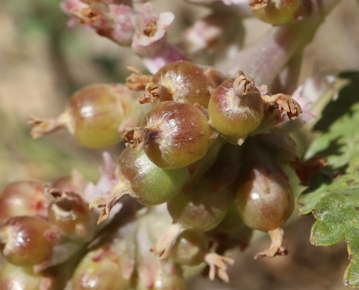 Изображение особи Cuscuta lehmanniana.