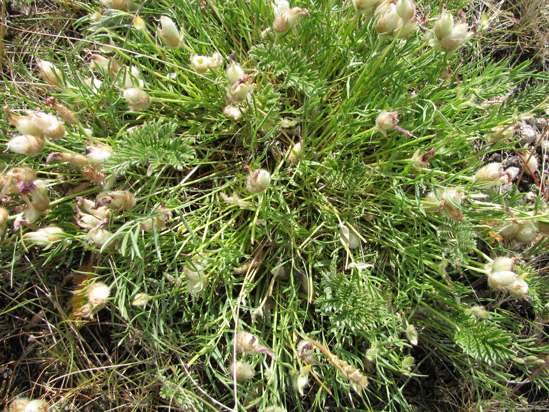 Image of Oxytropis nuda specimen.