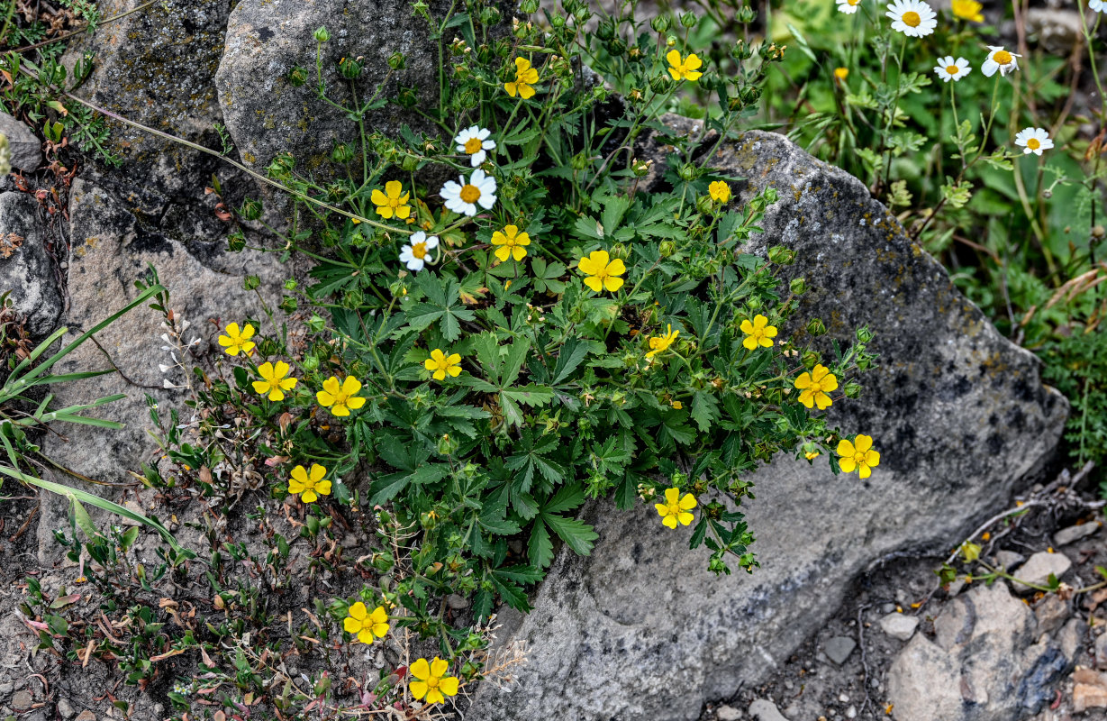 Изображение особи род Potentilla.