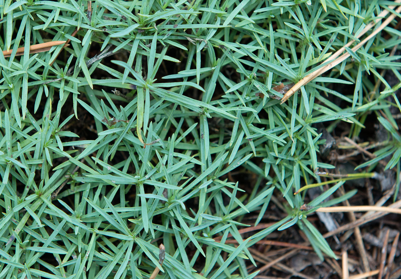 Изображение особи Dianthus arenarius.