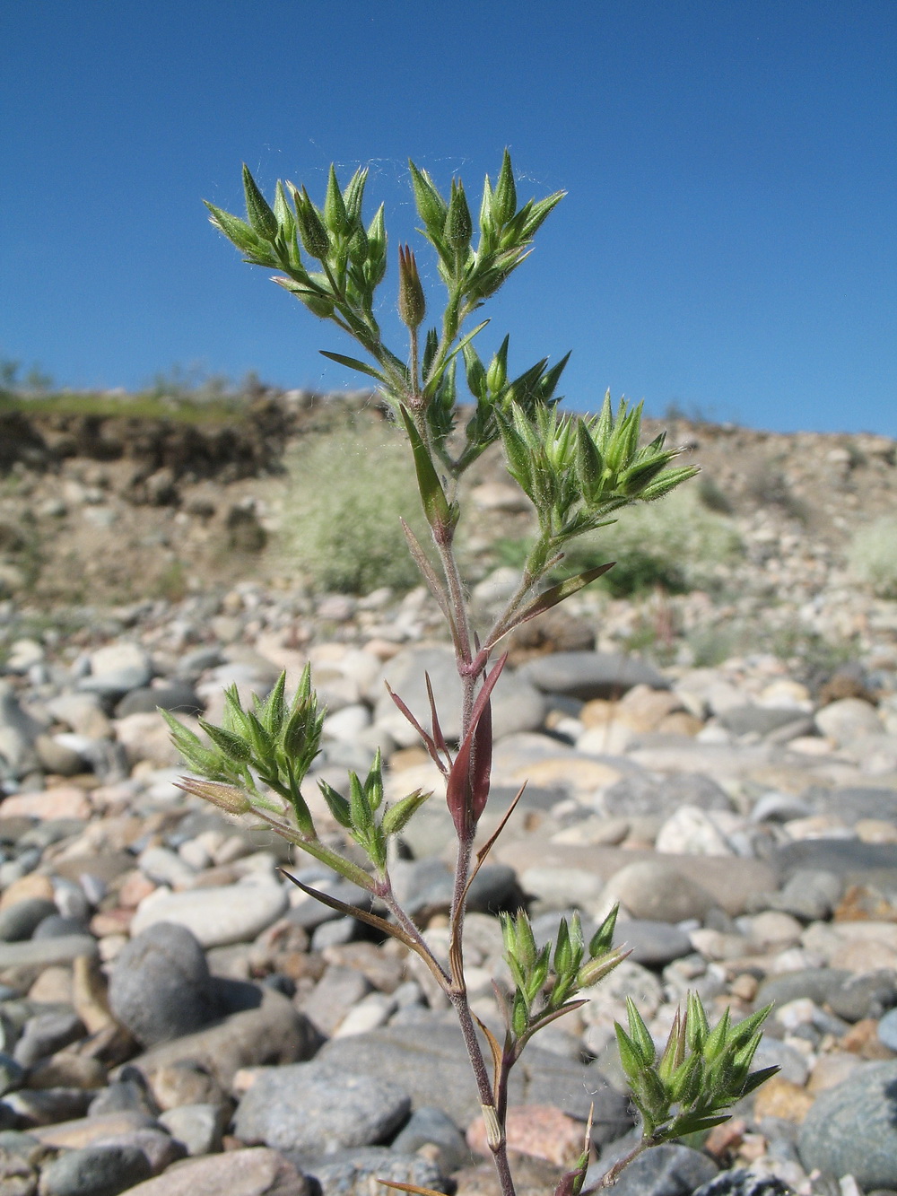 Image of Minuartia meyeri specimen.