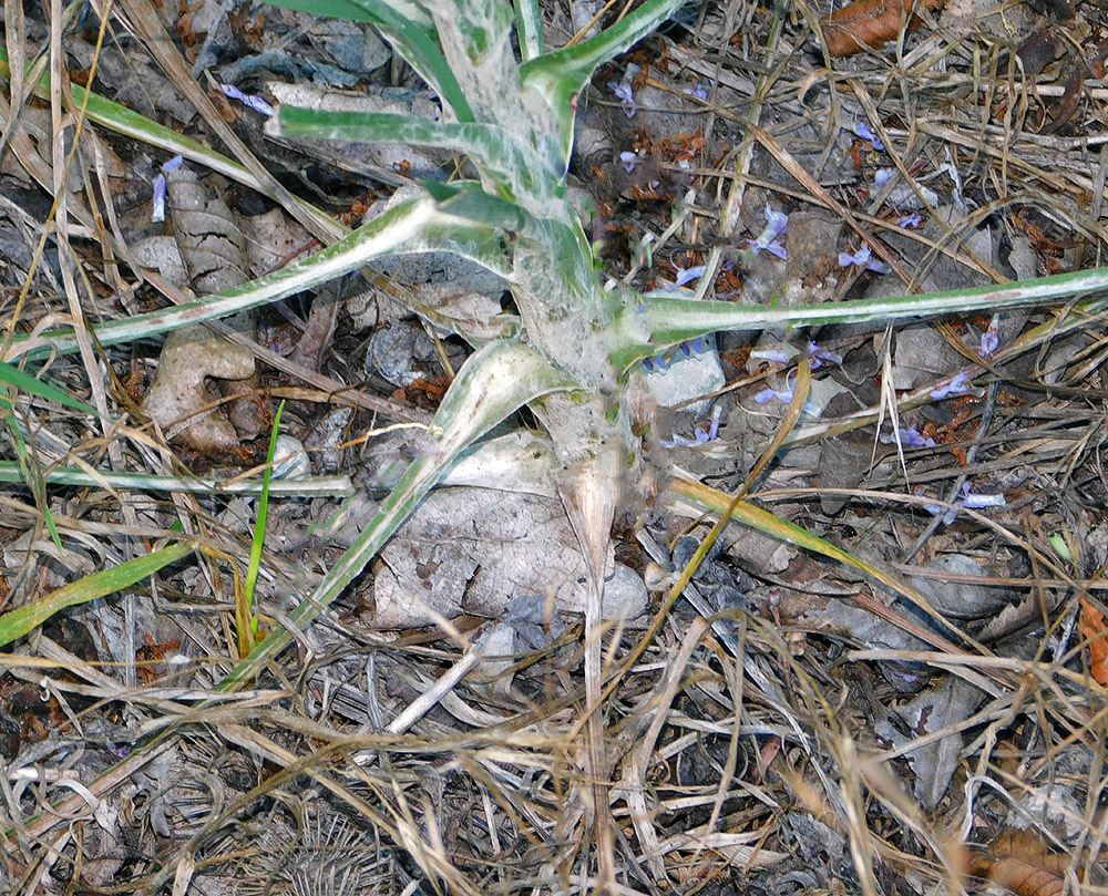 Image of Tragopogon dasyrhynchus specimen.