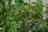 Hypericum xylosteifolium