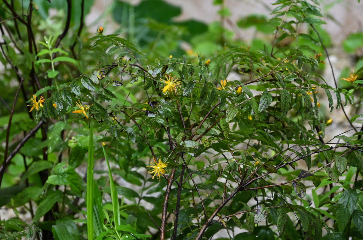 Image of Hypericum xylosteifolium specimen.