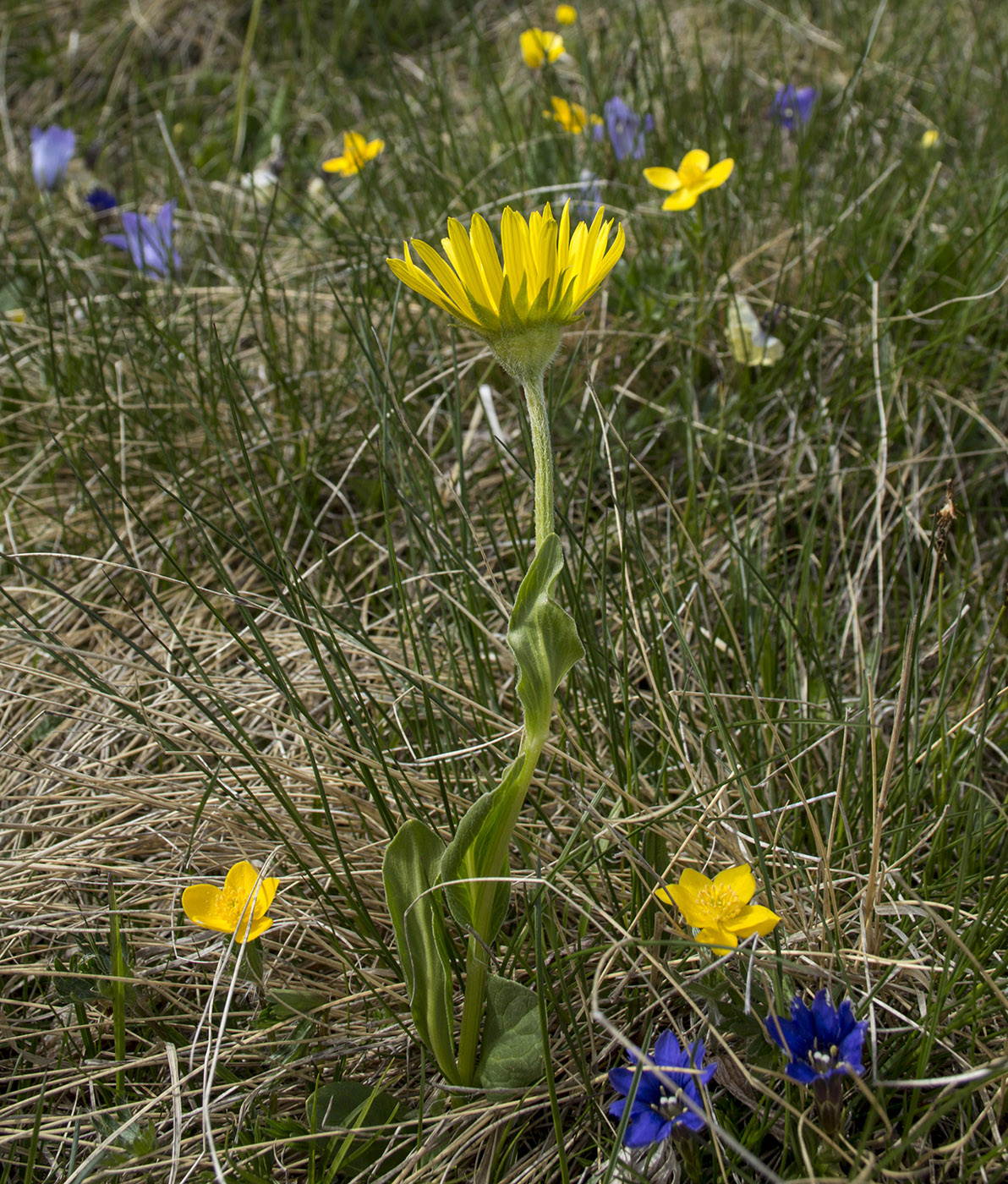 Изображение особи Doronicum oblongifolium.