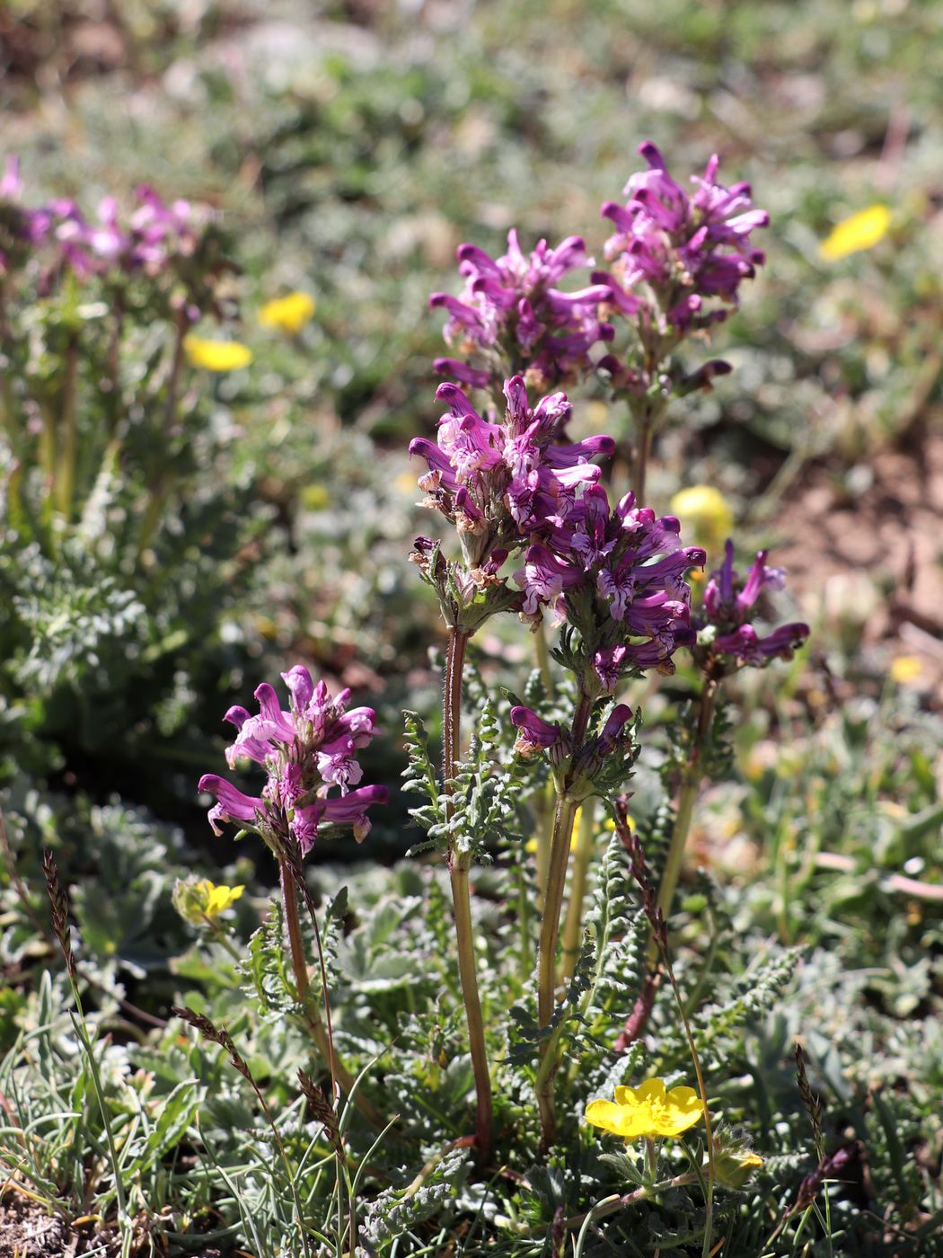 Изображение особи Pedicularis korolkowii.