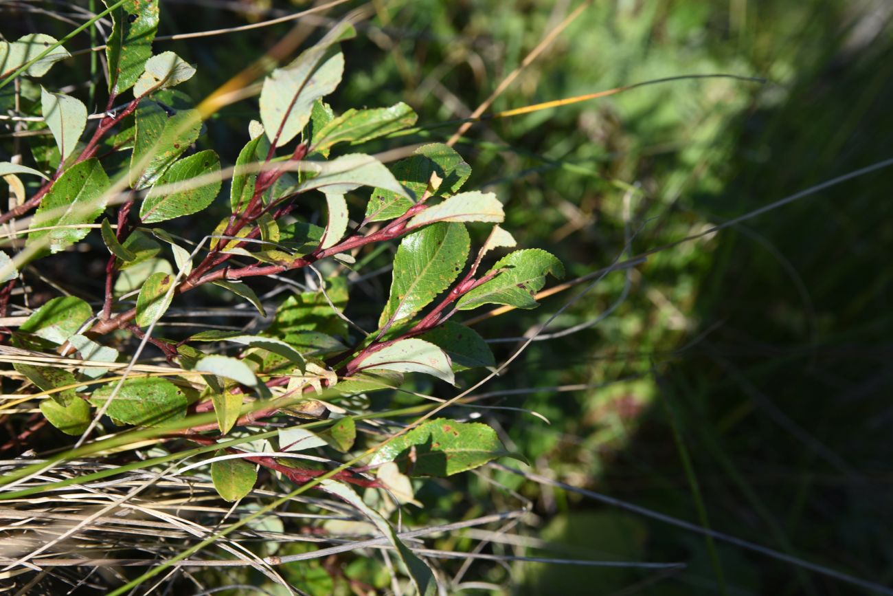 Image of genus Salix specimen.