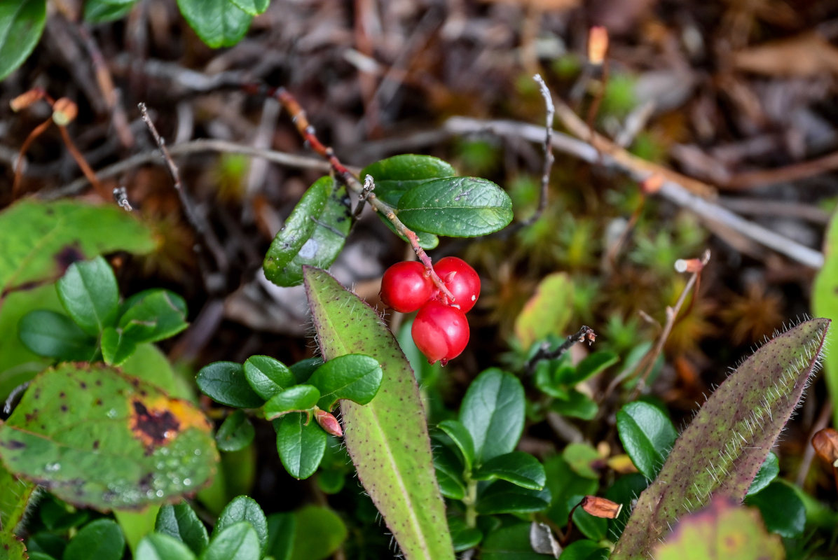 Image of Vaccinium vitis-idaea specimen.