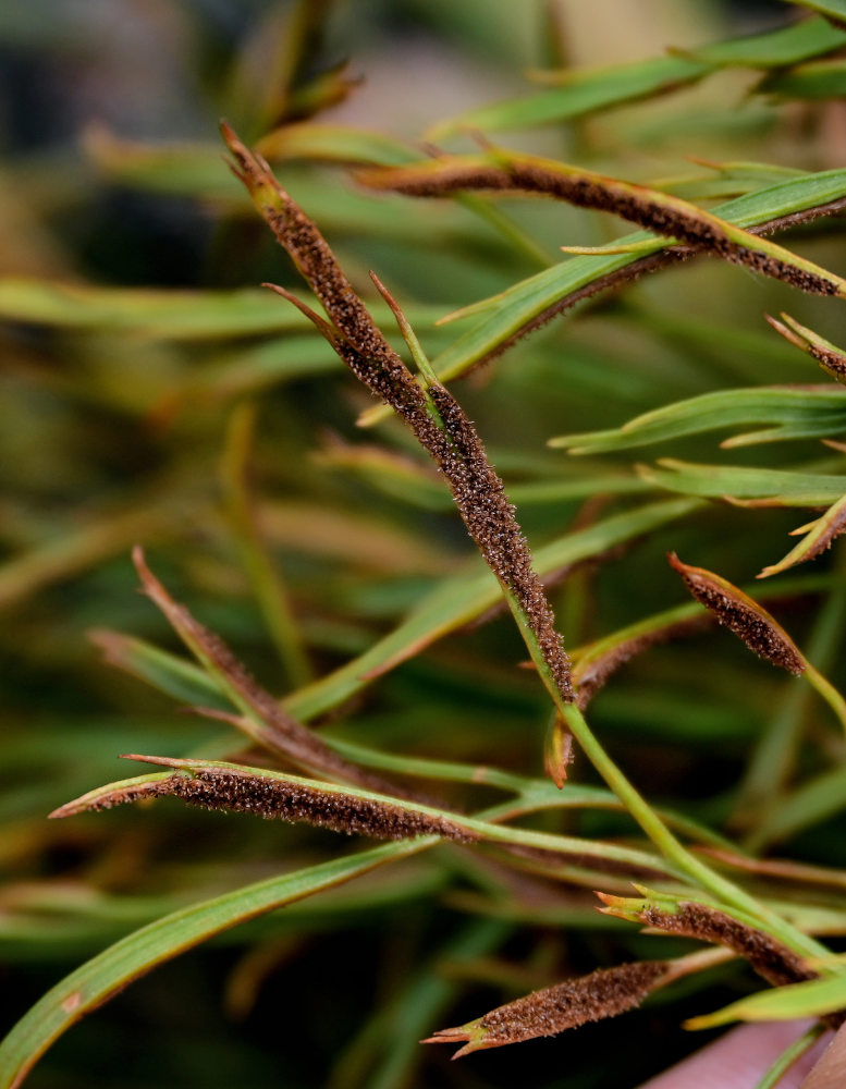 Image of Asplenium septentrionale specimen.