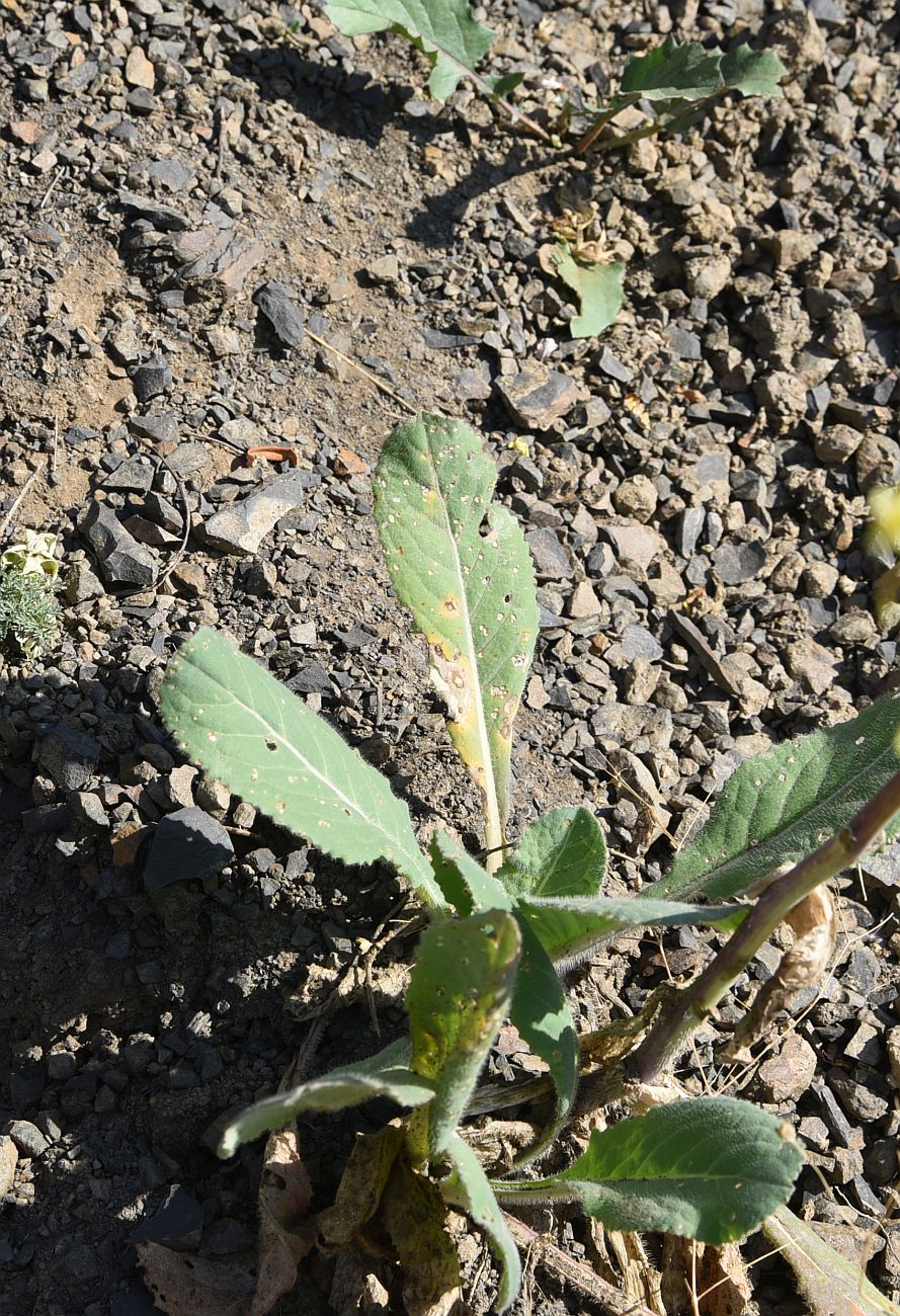 Image of Isatis latisiliqua specimen.