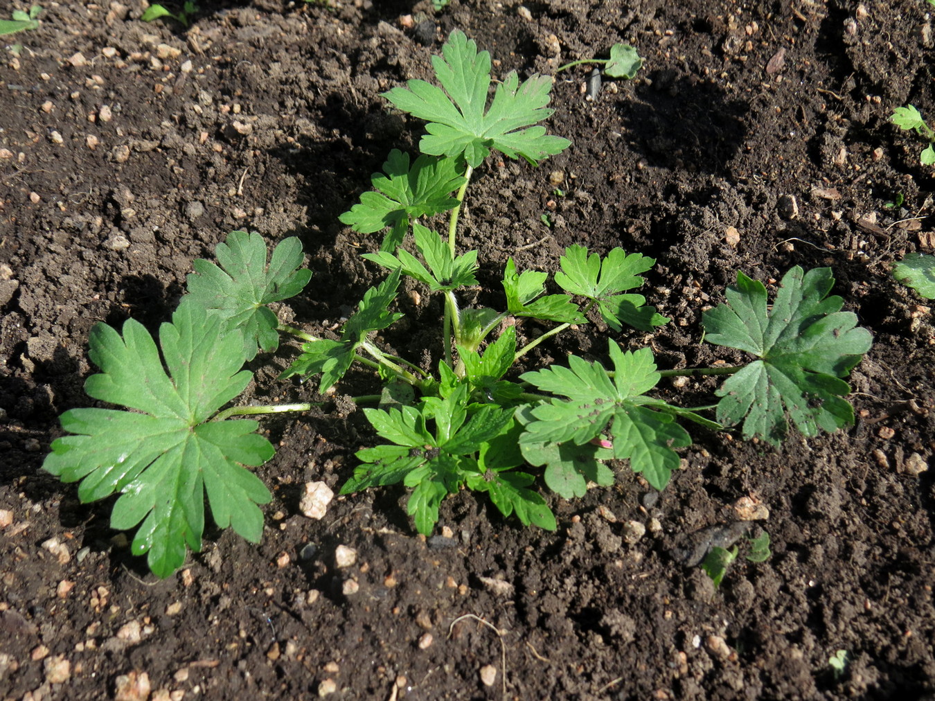 Image of Geranium sibiricum specimen.