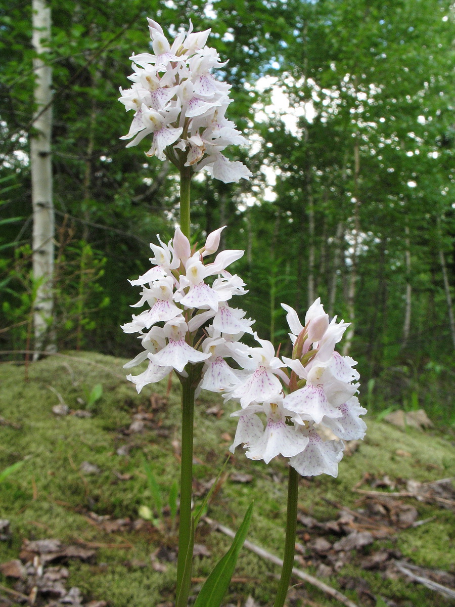 Image of Dactylorhiza fuchsii specimen.