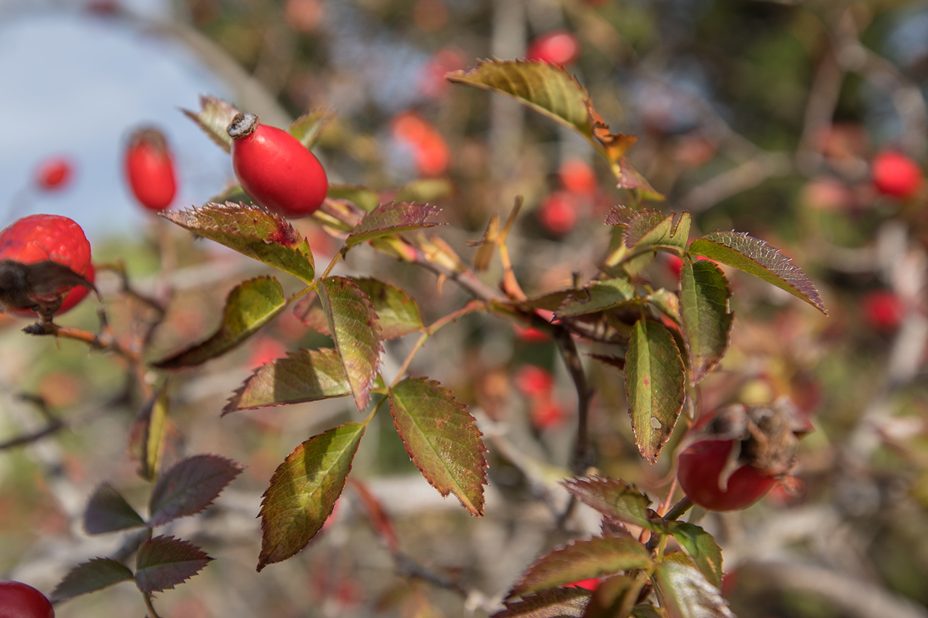 Изображение особи род Rosa.