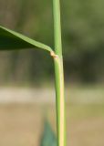 Phragmites australis