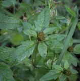 Bidens tripartita