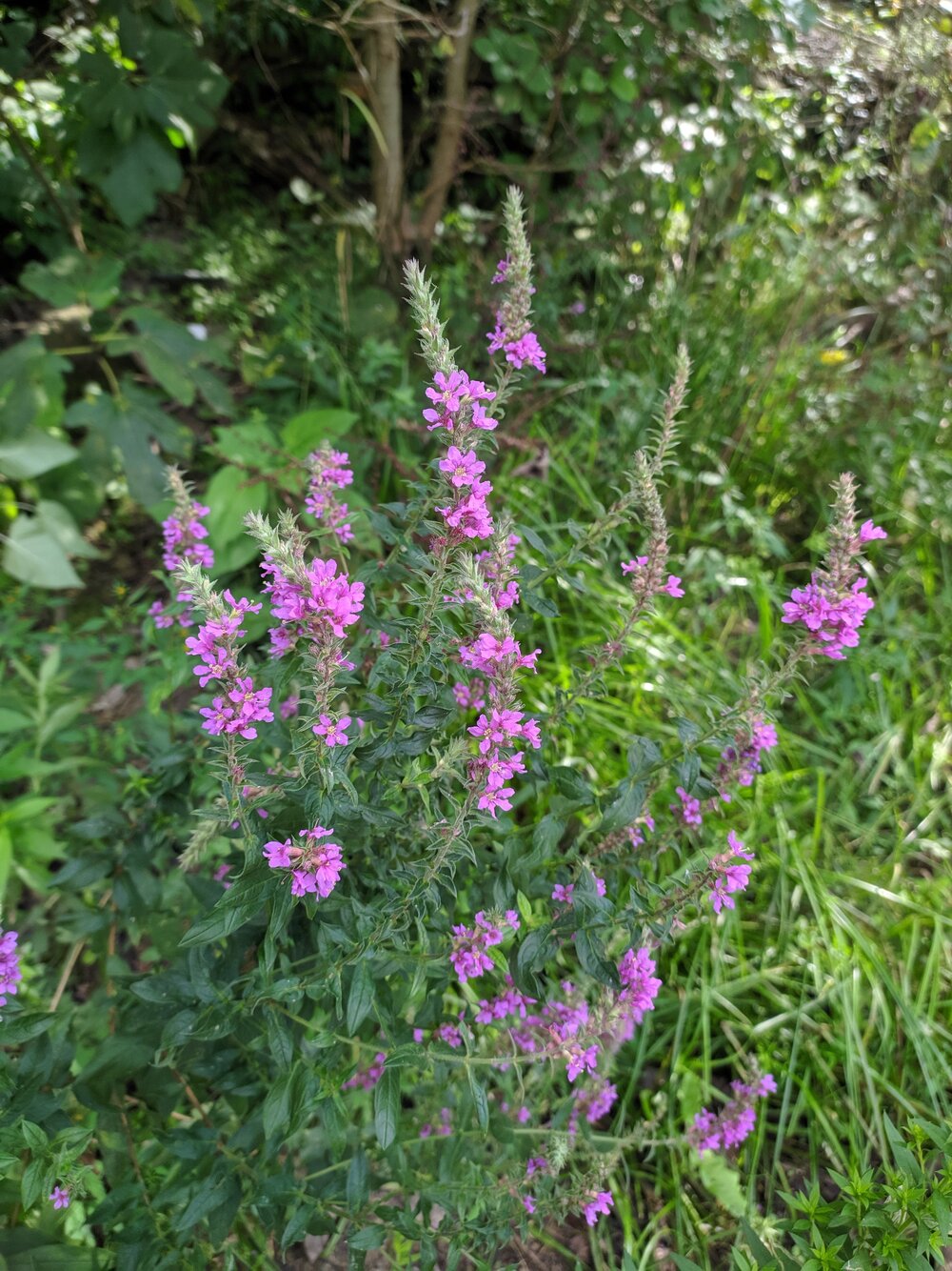 Image of Lythrum salicaria specimen.