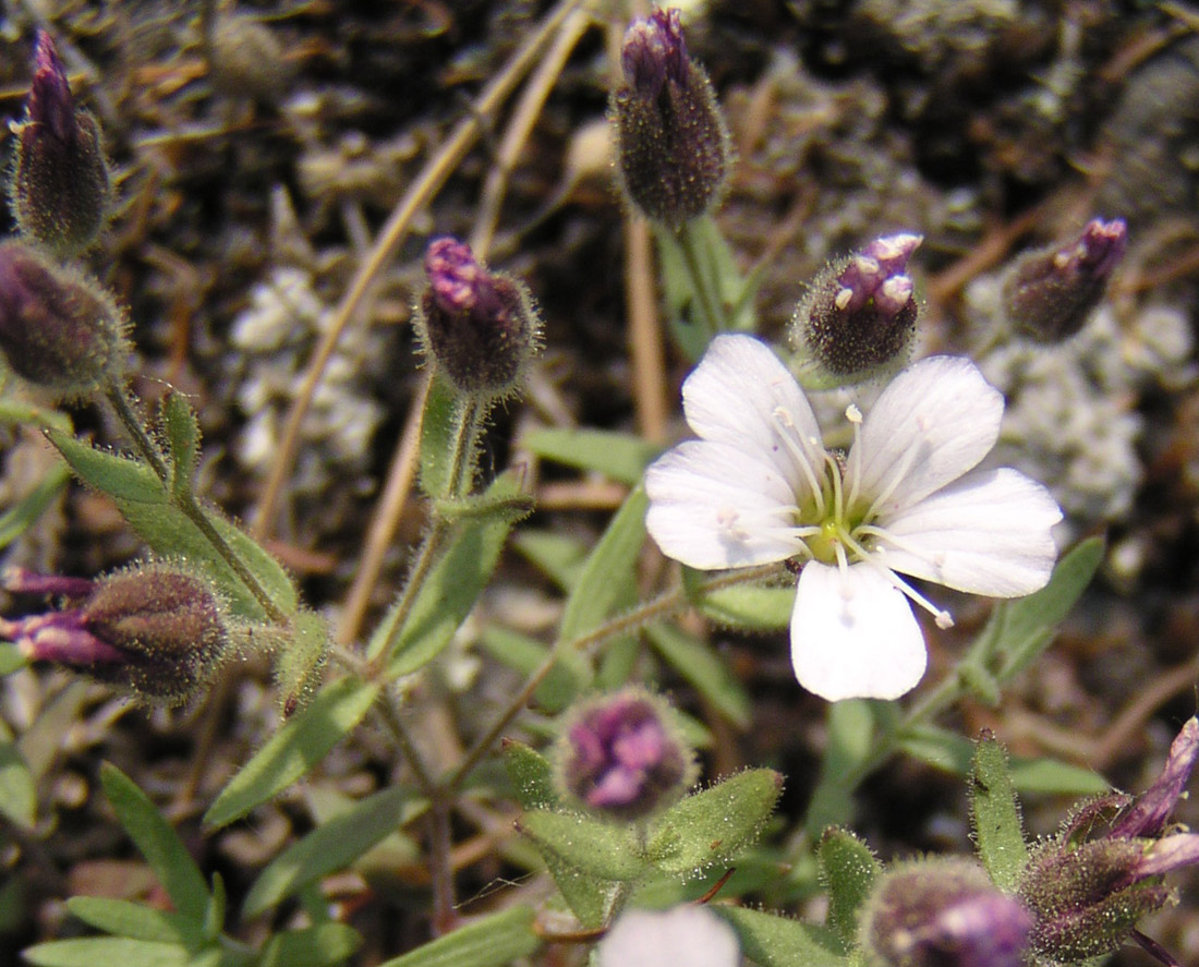 Image of Gypsophila violacea specimen.