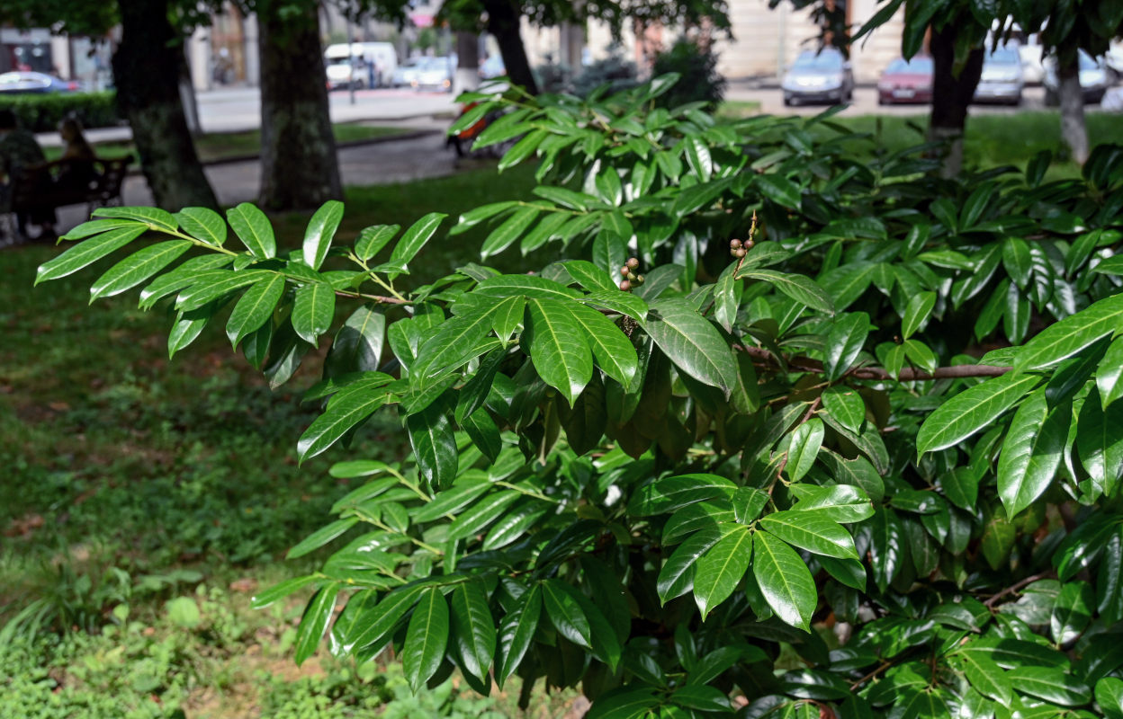 Image of Lauro-cerasus officinalis specimen.