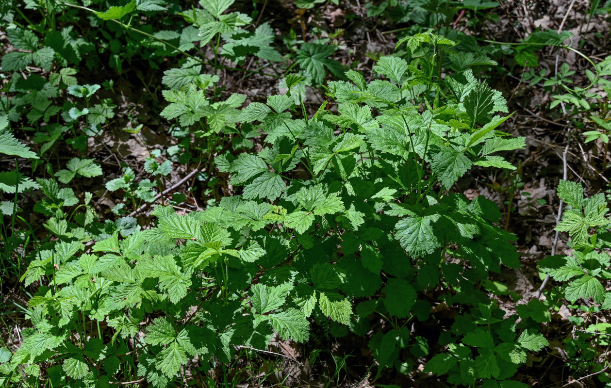 Image of Rubus saxatilis specimen.