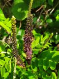 Смотреть изображение Amorpha fruticosa