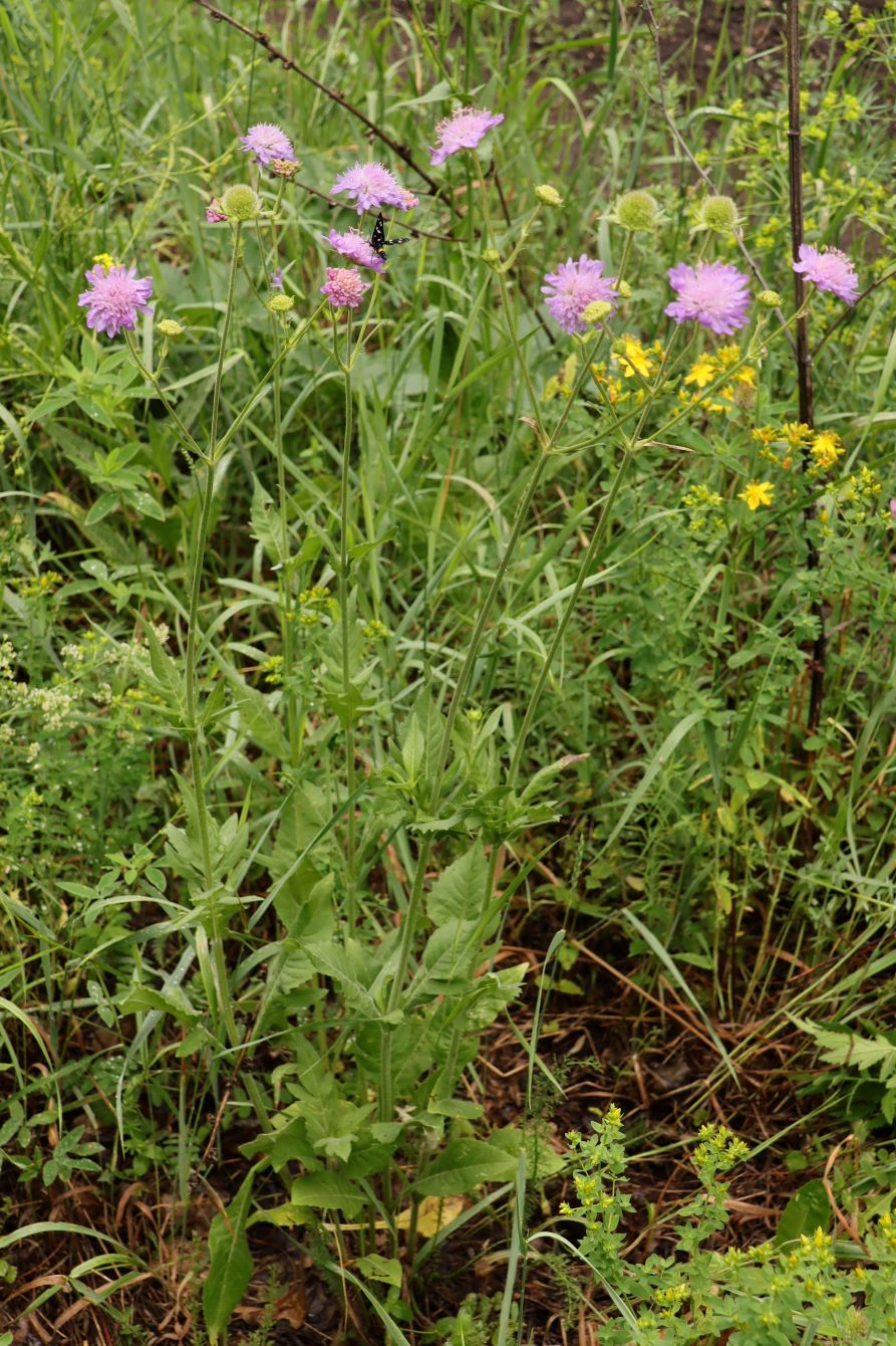 Image of Knautia arvensis specimen.