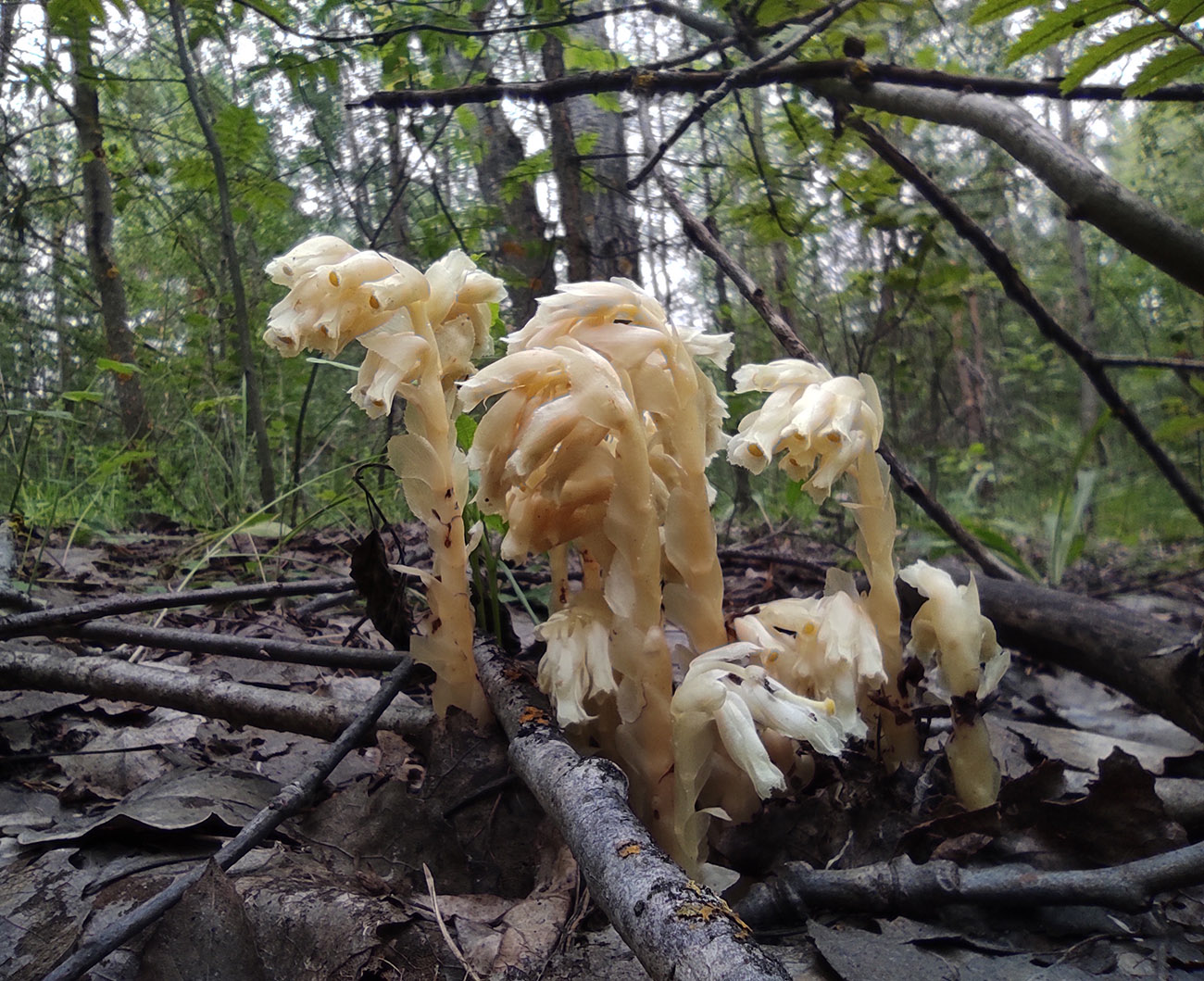 Изображение особи Hypopitys monotropa.